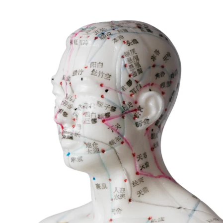 Aculifting, comment ça marche ? Image représentant un visage avec ses méridiens